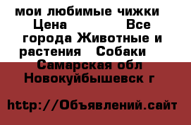 мои любимые чижки › Цена ­ 15 000 - Все города Животные и растения » Собаки   . Самарская обл.,Новокуйбышевск г.